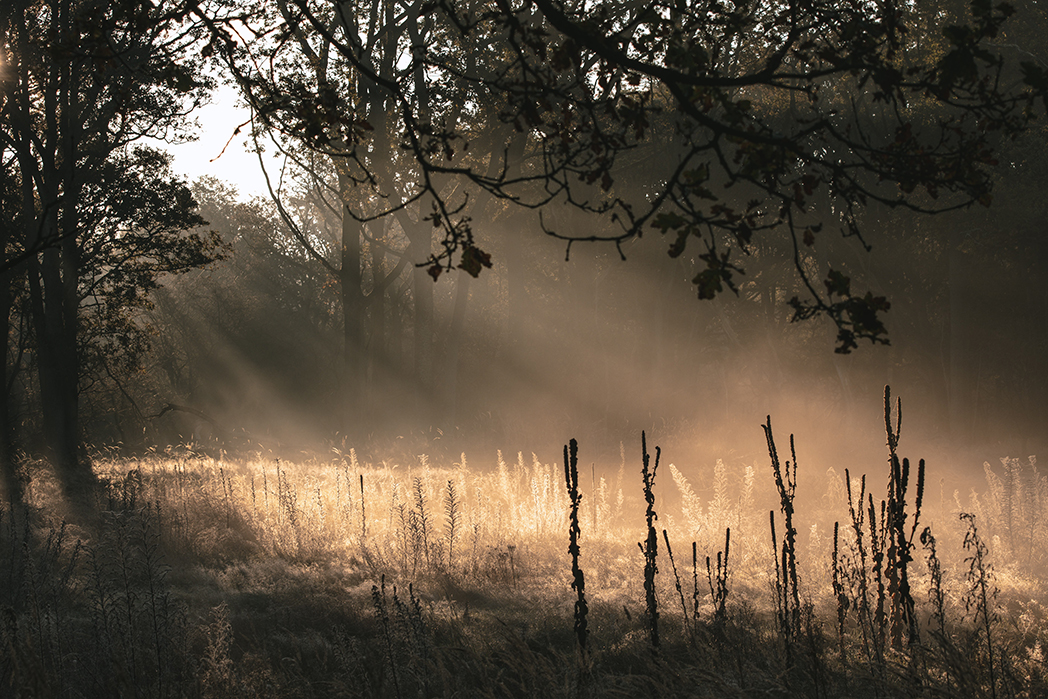 Natuur douw